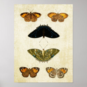 vlinderdruk 161 poster