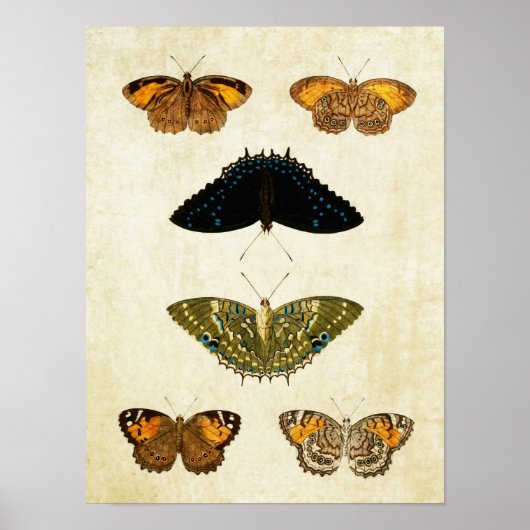 vlinderdruk 161 poster (Voorkant)