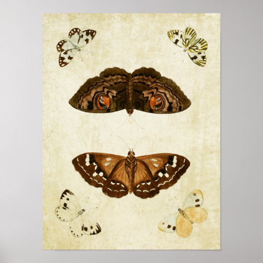 vlinderdruk 171 poster (Voorkant)