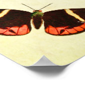 vlinderdruk 223 poster (Hoek)