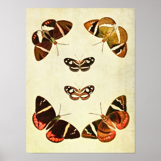 vlinderdruk 223 poster (Voorkant)