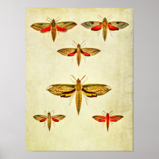 vlinderdruk 226 poster