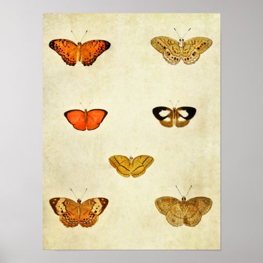 vlinderdruk 238 poster (Voorkant)