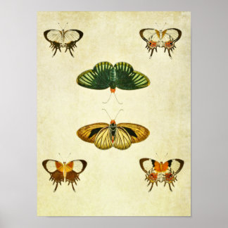vlinderdruk 244 poster