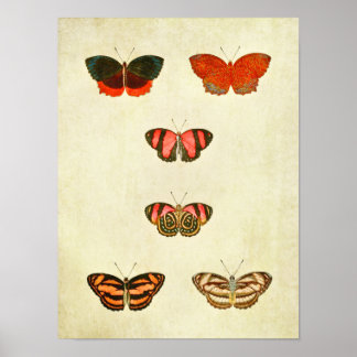 vlinderdruk 256 poster
