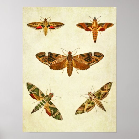 vlinderdruk 285 poster (Voorkant)