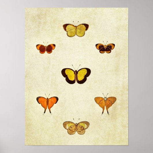 vlinderdruk 331 poster (Voorkant)