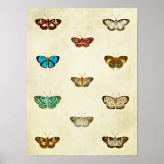  vlinderdruk 334 poster