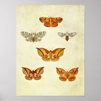 vlinderdruk 344 poster