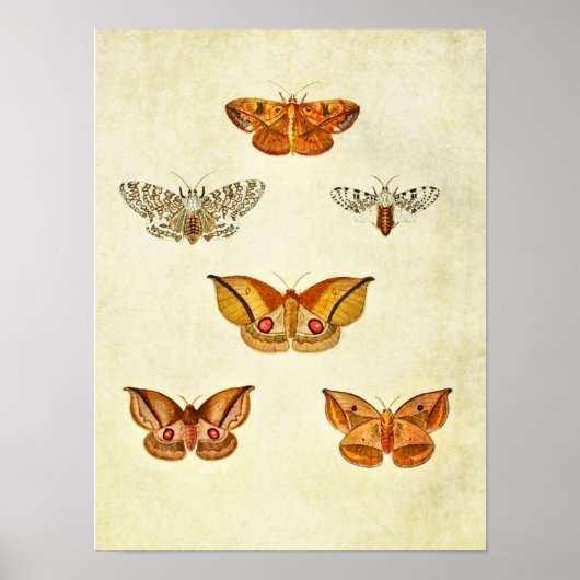 vlinderdruk 344 poster (Voorkant)