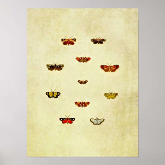  vlinderdruk 348 poster (Voorkant)