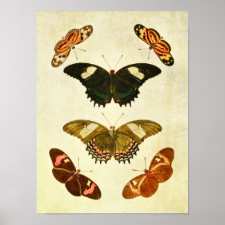vlinderdruk 350 poster