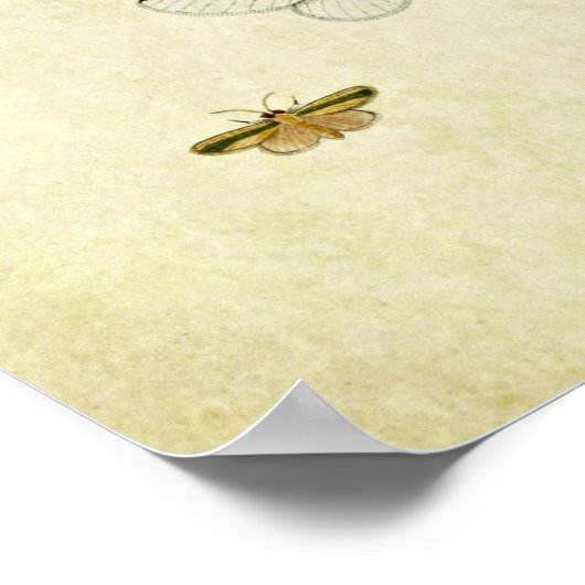  vlinderdruk 355 poster (Hoek)