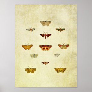 vlinderdruk 357 poster