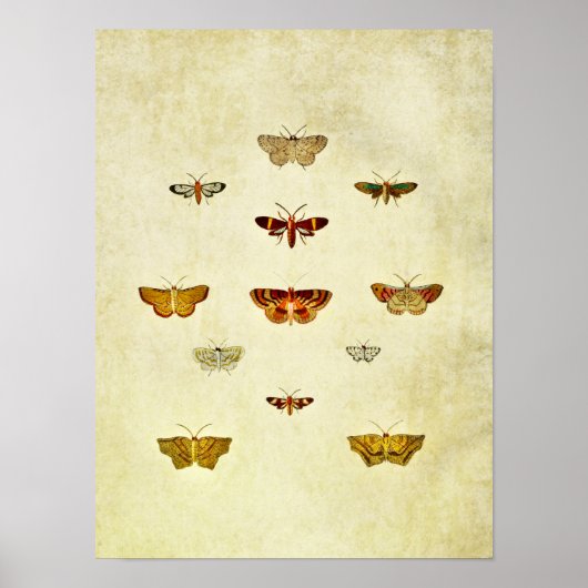 vlinderdruk 357 poster (Voorkant)