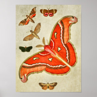 vlinderdruk 381 poster
