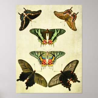 vlinderdruk 385 poster