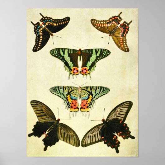 vlinderdruk 385 poster (Voorkant)