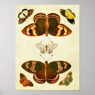  vlinderdruk 387 poster