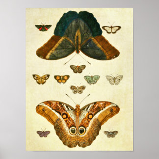  vlinderdruk 390 poster