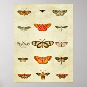 vlinderdruk 400 poster