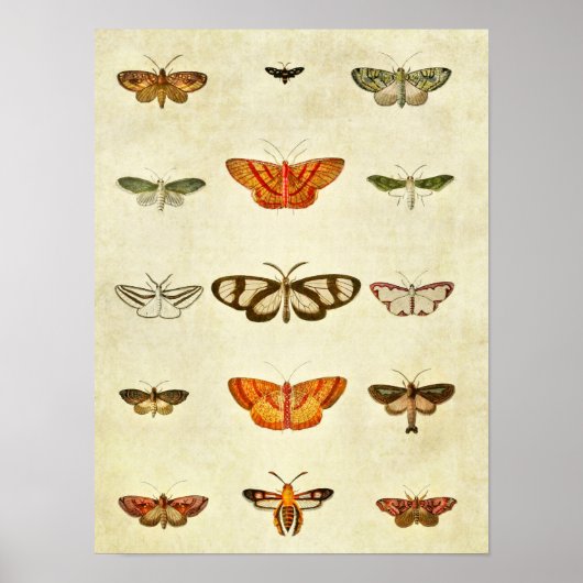 vlinderdruk 400 poster (Voorkant)