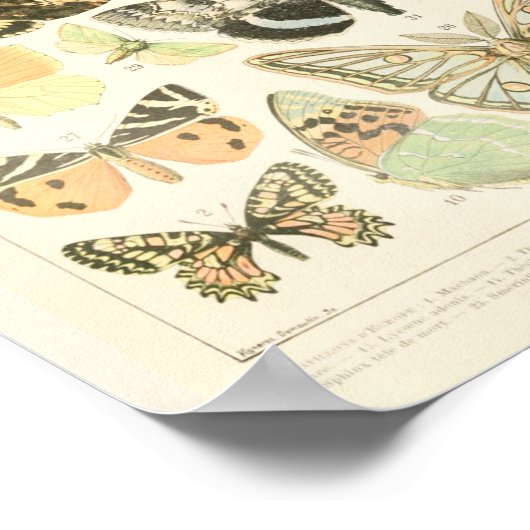  vlinderdruk - Adolphe Millot Poster (Hoek)