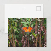 Vlinderfladderen in Reeds Briefkaart (Voorkant / Achterkant)