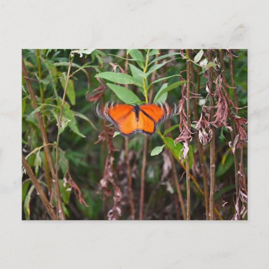 Vlinderfladderen in Reeds Briefkaart (Voorkant)