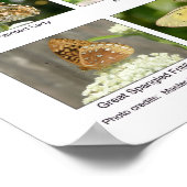 Vlinderidentificatie Poster (Hoek)