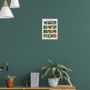 Vlinderidentificatie Poster