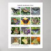 Vlinderidentificatie Poster (Voorkant)