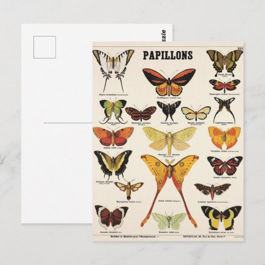 Vlinderillusie Briefkaart (Voorkant / Achterkant)