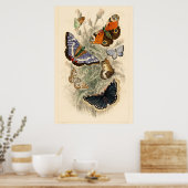  vlinderillustratie door Oliver Goldsmith Poster (Keuken)