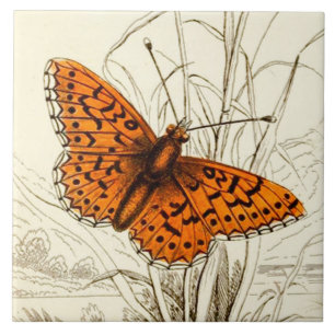  vlinderillustratie, Oranje en zwart Tegeltje