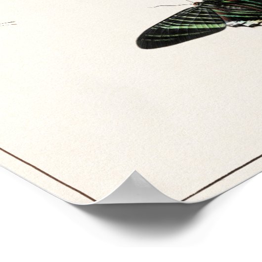  vlinderillustratie poster (Hoek)