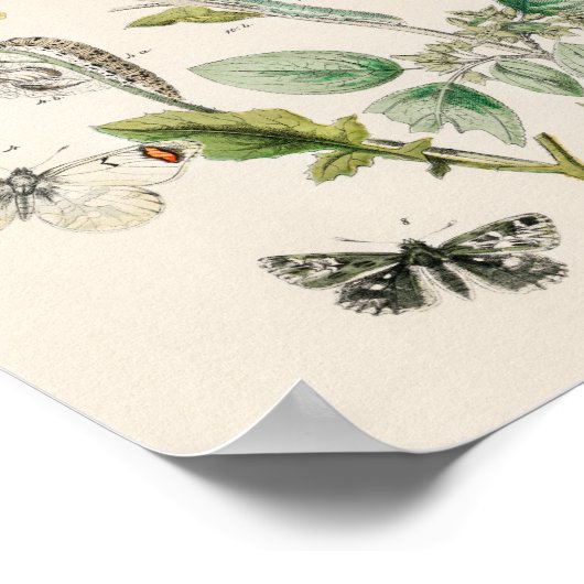 vlinderillustratie poster (Hoek)