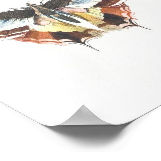 vlinderillustratie poster (Hoek)