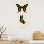  vlinderillustratie poster (Keuken)