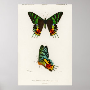  vlinderillustratie poster