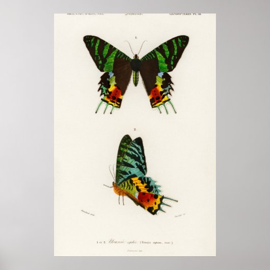  vlinderillustratie poster (Voorkant)