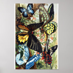  vlinderillustratie poster