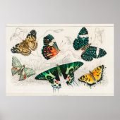 vlinderillustratie poster (Voorkant)