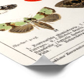 vlinderillustratie poster (Hoek)