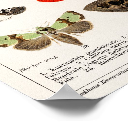  vlinderillustratie poster (Hoek)