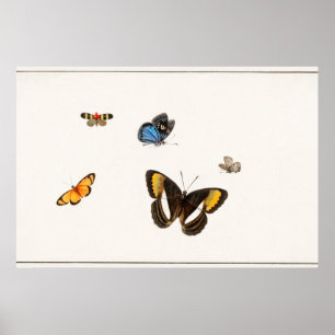  vlinderillustratie poster