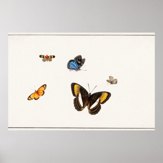 vlinderillustratie poster (Voorkant)