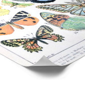 vlinderillustratie poster (Hoek)