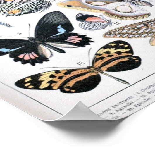  vlinderillustratie poster (Hoek)