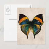 vlinderillustratie - vlinders briefkaart (Voorkant / Achterkant)
